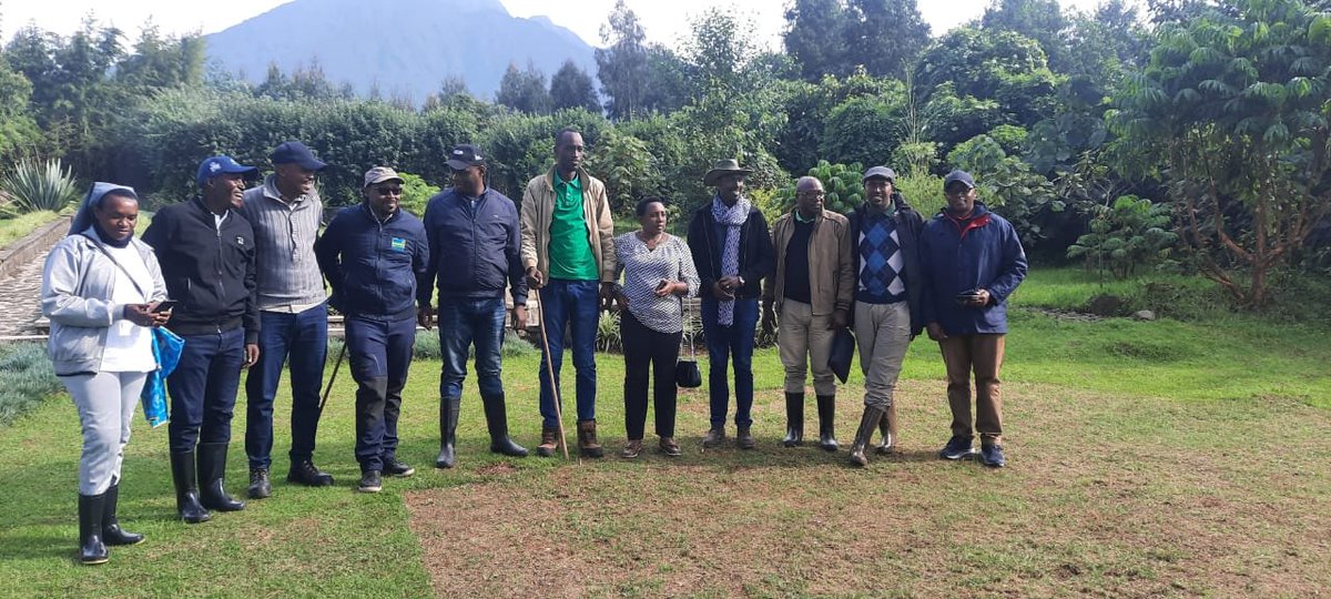 AMpuhwe's tweet photo. Dian Fossey Gorilla Fund Organized Gorilla Trekking for 33 Local Government Leaders from districts and sectors around the Volcanoes National https://t.co/svA1juu8Bf we visited Mountain Gorilla, Amahoro family, and we were 14 leaders. Let's be ambassadors  of gorillas. https://t.co/9EuK21sJ2W