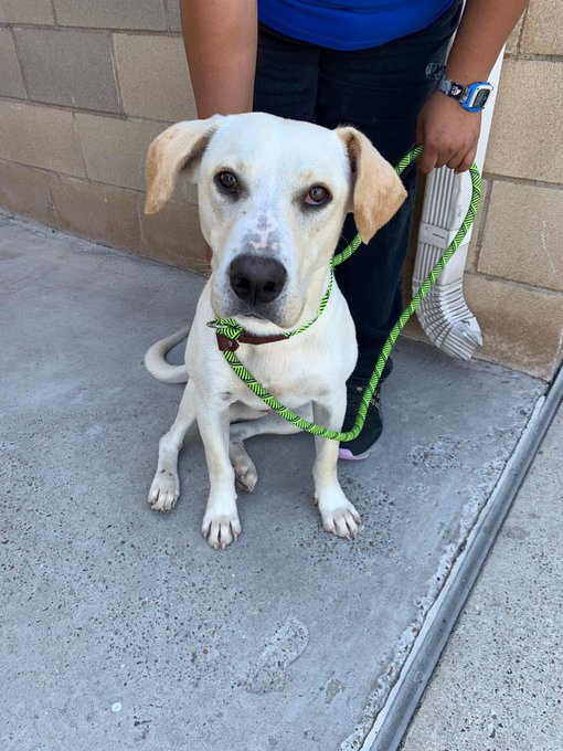 psychicwhisper3's tweet photo. 🆘❤️FOX💛#A349072 #CorpusChristiTX
☠️Death Walk 10/3 At 8:00am
🏥Urgent #MedicalRescue💥Only 2 Yrs
😟Limping On RLimb/Scars All Over Body & So
Friendly Too💕Please #RT #Pledge4MedRESQ
#FOSTER #ADOPT🙏
📧ccacsrescues@cctexas.com
☎️361-826-4606/4630/4633
#SAVEFOX 🆘🎯 https://t.co/JGO8NPITgE