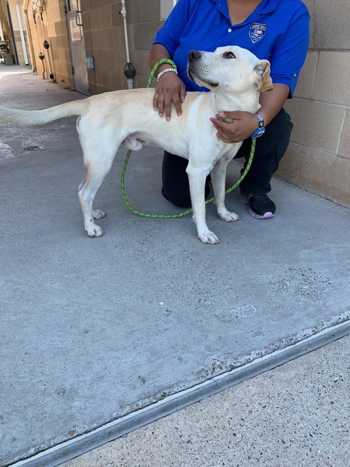 psychicwhisper3's tweet photo. 🆘❤️FOX💛#A349072 #CorpusChristiTX
☠️Death Walk 10/3 At 8:00am
🏥Urgent #MedicalRescue💥Only 2 Yrs
😟Limping On RLimb/Scars All Over Body & So
Friendly Too💕Please #RT #Pledge4MedRESQ
#FOSTER #ADOPT🙏
📧ccacsrescues@cctexas.com
☎️361-826-4606/4630/4633
#SAVEFOX 🆘🎯 https://t.co/JGO8NPITgE
