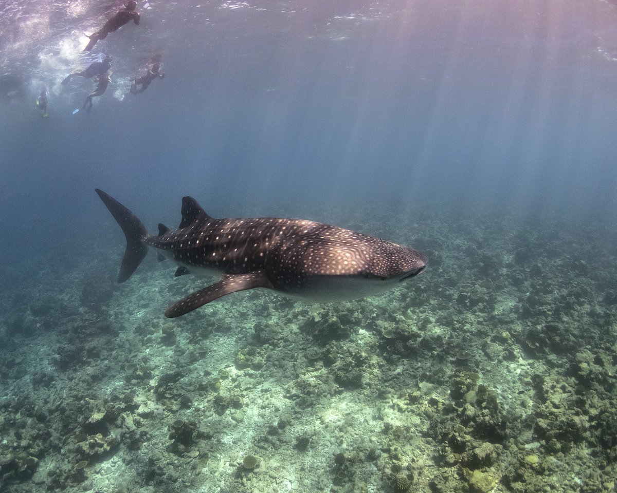 The largest fish in the sea is also one of the most vulnerable. The Whale Shark, Rhincodon typus, is sighted throughout the year at South Ari Marine Park. People flock in the hundreds to get a chance to swim with this majestic animal. 📷 Olympus TG6