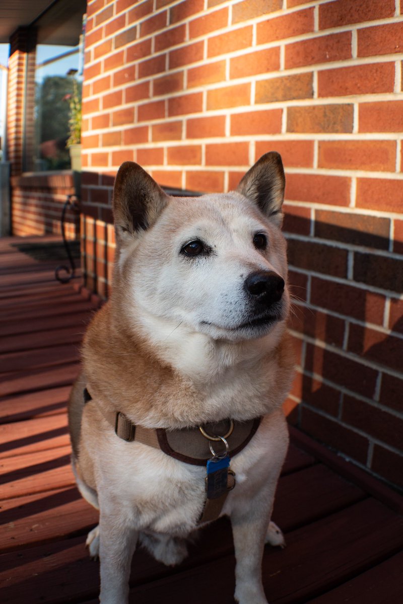 Irefland's tweet photo. I had headshots of my dog taken https://t.co/2dAzoaWtjh