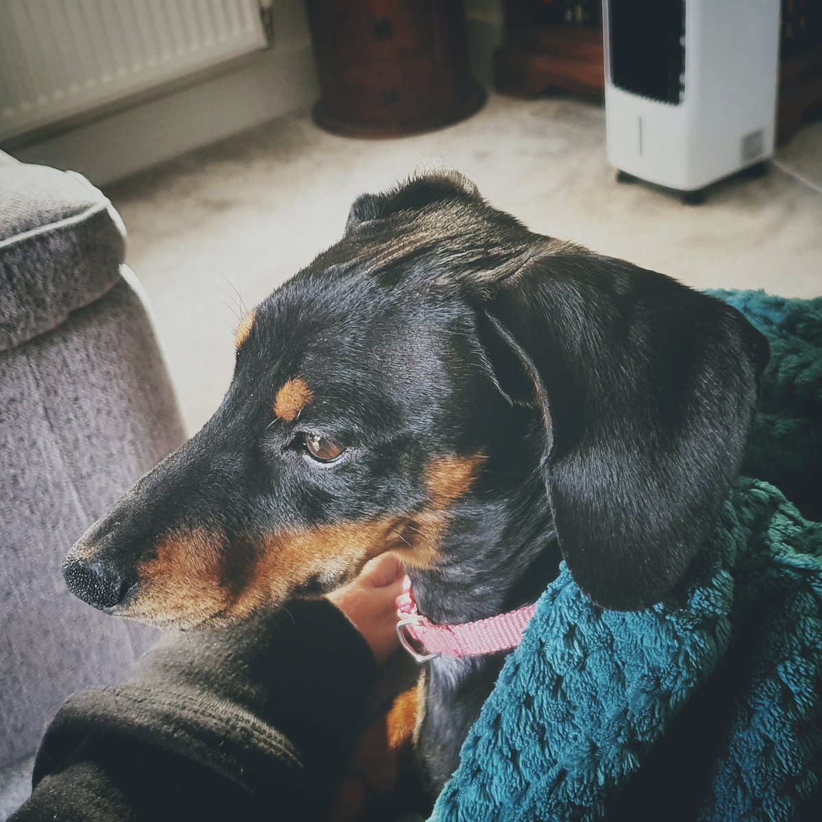 ithlinnemagi's tweet photo. Dogsitting this little beaut whilst watching #GwentOpen3 https://t.co/usSbtQv8Ak