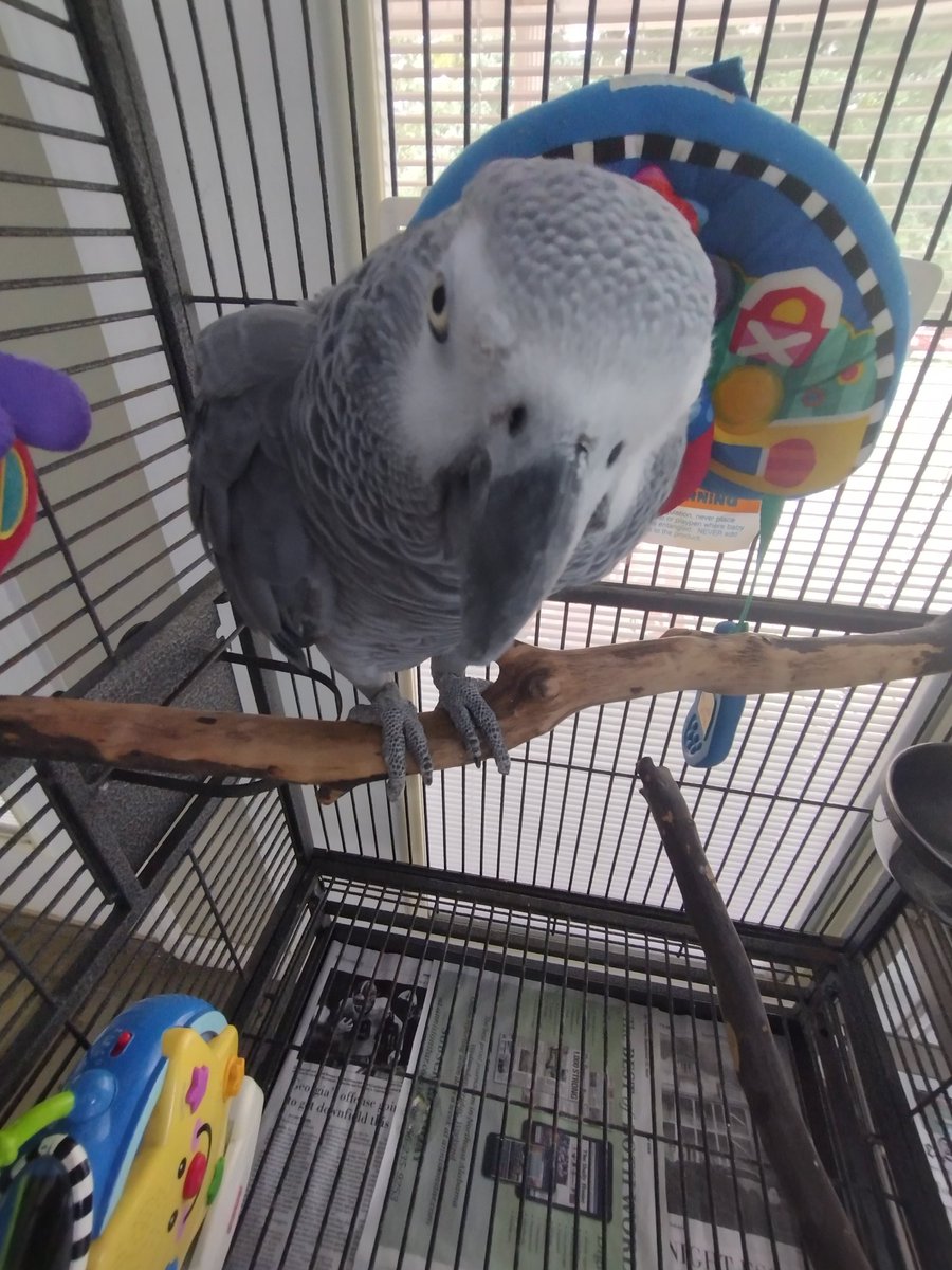 Good morning y'all!  Please allow me to introduce the newest member of our flock, Gabriel. He was my MIL &amp; FIL's 1st bird &amp; has been with a family friend for yrs. Our friend offered him to us &amp; now he's home!!!!  ❤️❤️❤️ #Noplacelikehome #Flockofsix #CongoAfricanGrey