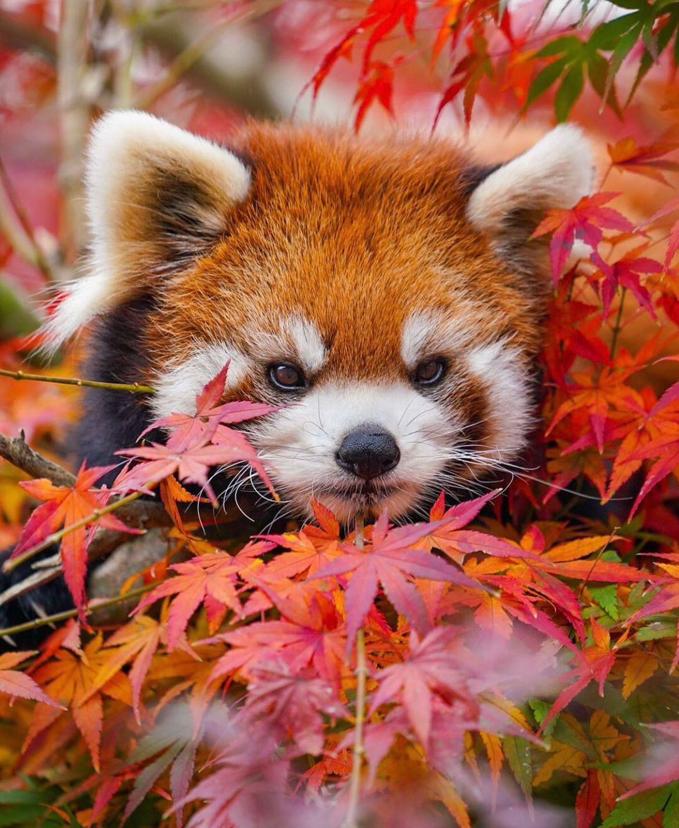 LMPositif's tweet photo. 🍁 Ce petit panda roux a été photographié au milieu des feuilles de l’automne ! ❤️

📸 redpan22 https://t.co/QN8Xzoc8kT