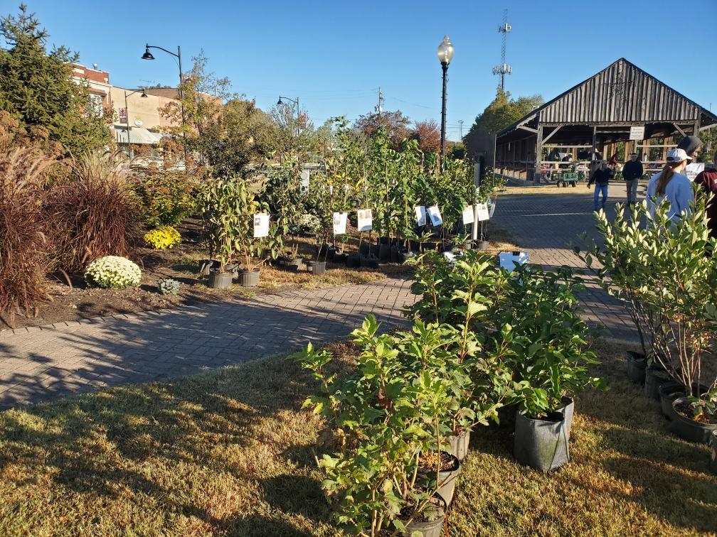 KeepCB's tweet image. Tree and Shrub Sale going fantastic today! Wonderful weather! We are downtown at Carbondale Pavilion please join us! ☀️☀️☀️👀👀💚💚