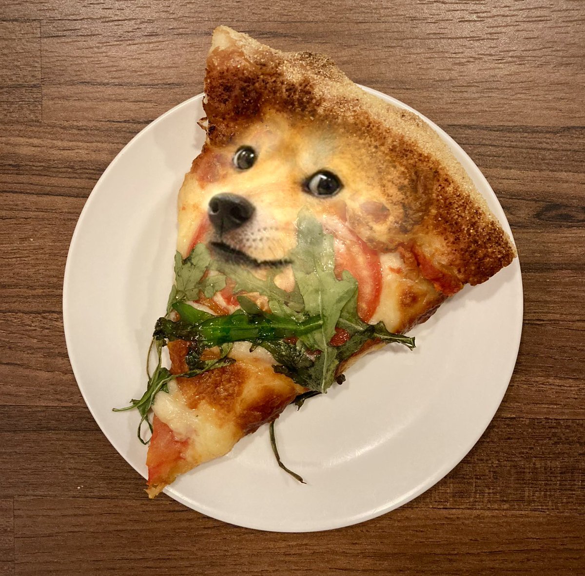 thedogebakery's tweet photo. Margherita Doge Pizza #doge #dogebread #dogecoin #DoOnlyGoodEveryday  #bread #pizza #cheese #dogefam #meme #dogebakery https://t.co/2x2v9mJlur