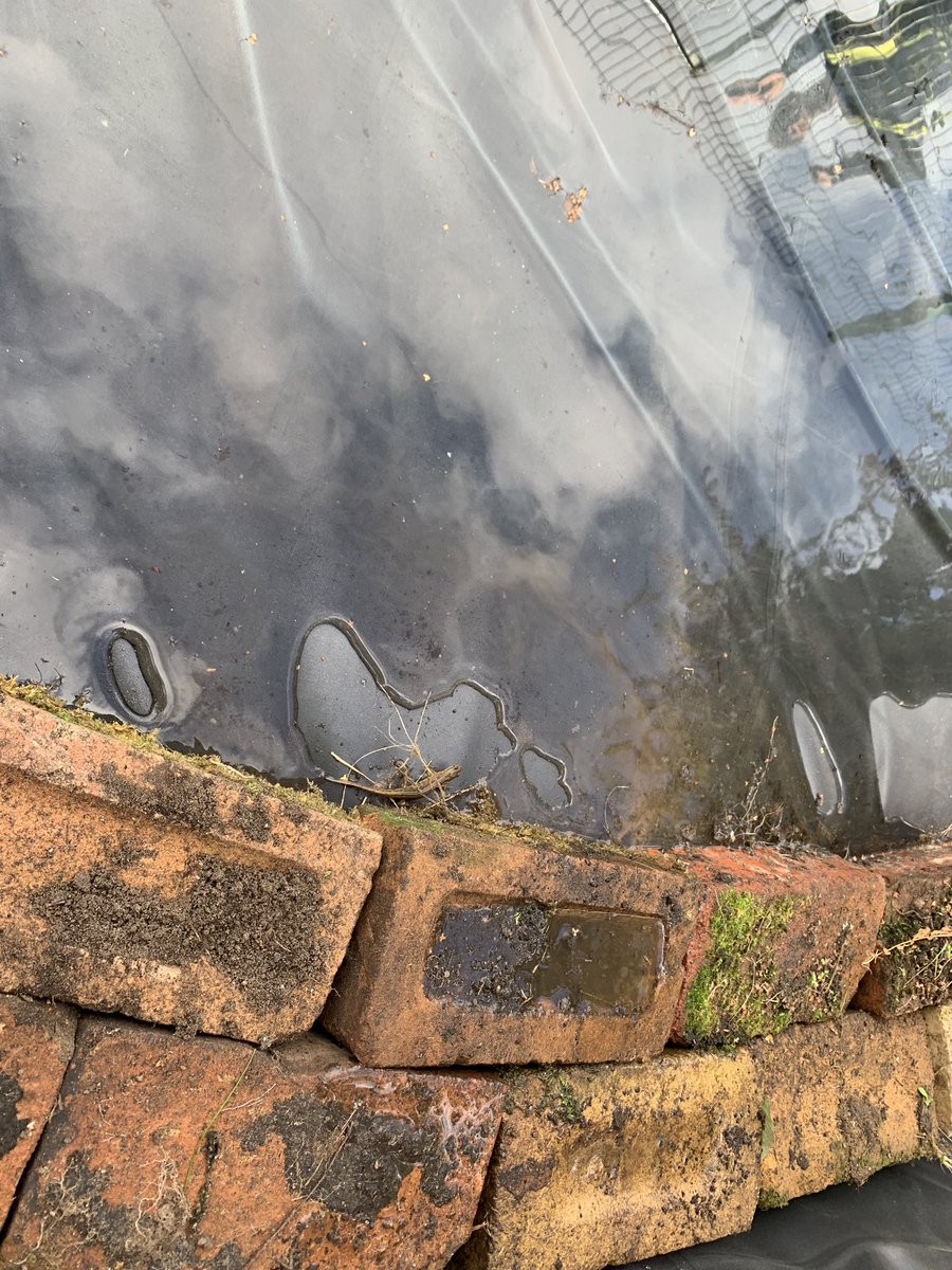 CharboroughRd's tweet photo. Thank you to everyone who helped at our second Eco Day. The pond has been reinstated and even has its first resident. About 200 bulbs have been planted too providing lots of colour for spring and summer. #TeamCRD #ecoschools #rewilding https://t.co/kSHGKaV8HD