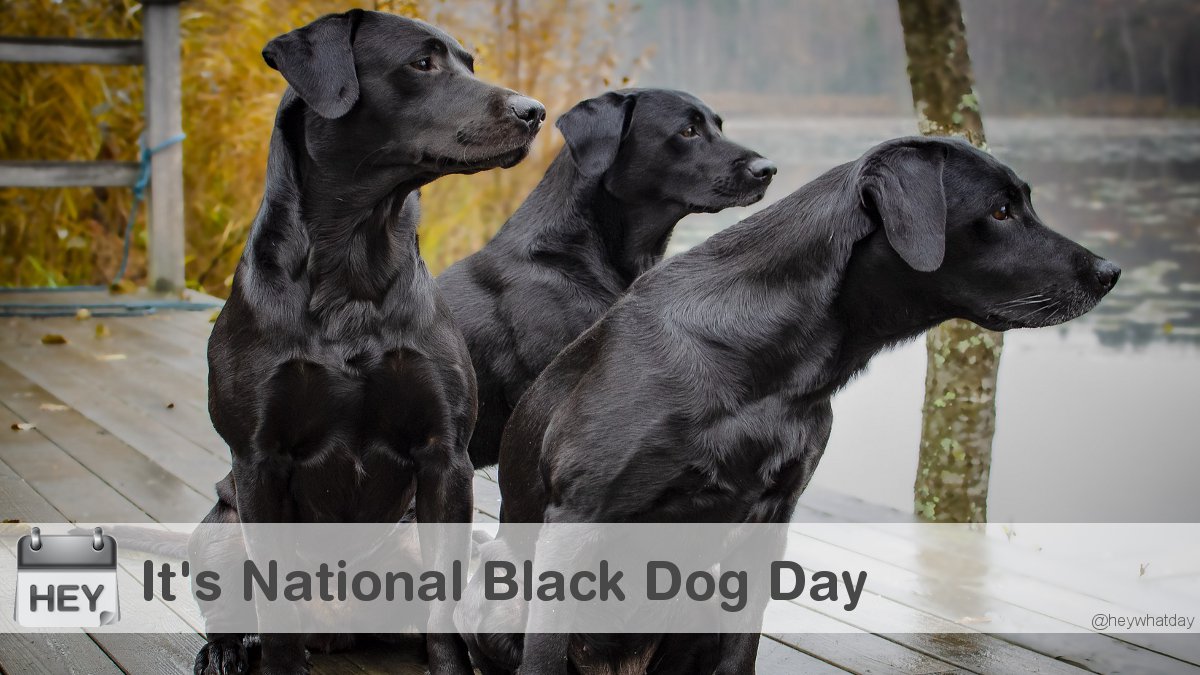 It's National Black Dog Day! 
#NationalBlackDogDay #BlackDogDay #BlackDogs