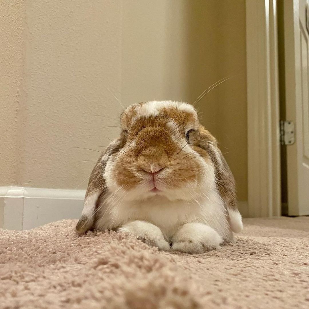 rabbit_lover_02's tweet photo. Happy #internationalrabbitday to every bun and their families!

#weekend #cozyvibes #cozyhome #bunny #pets #floofs #babyboy #rabbit #lops #instabunny #reels #video #instareel #bunniesofinstagram #rabbitsofinstagram #lopsofinstagram https://t.co/2AdfNJqNWK
