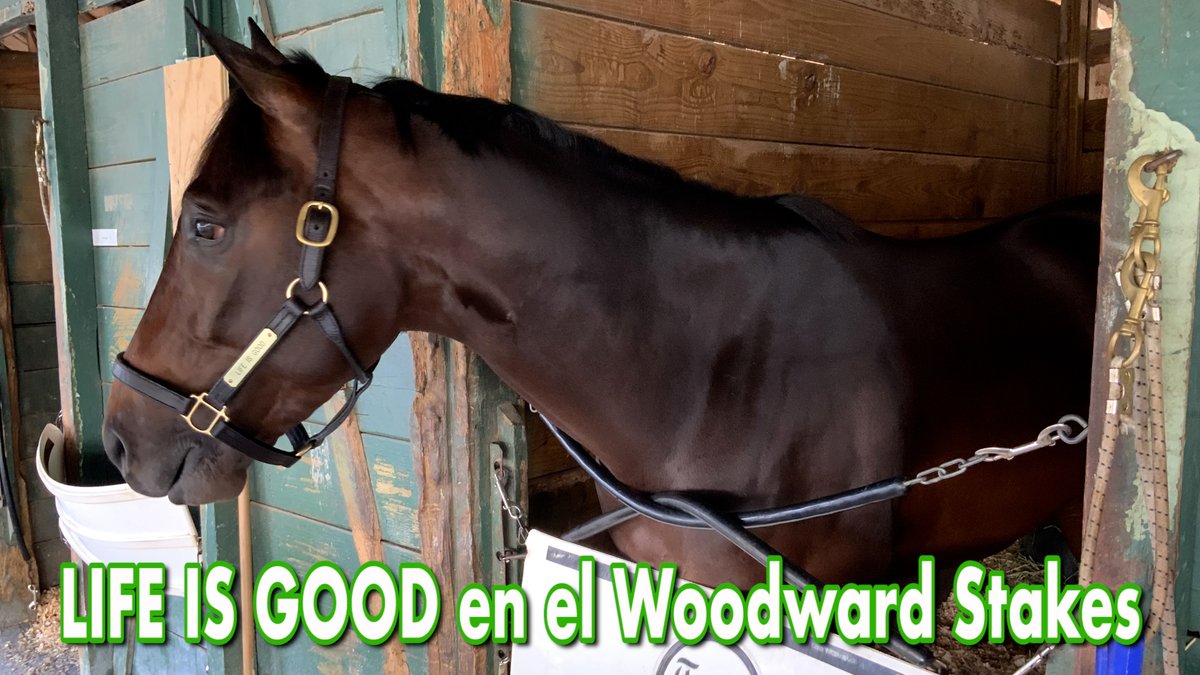 Ya estamos al aire EN VIVO analizando el Woodward Stakes y la preparación de LIFE IS GOOD para la #BreedersCup. Además Edgar Villa López nos trae el pronóstico para el Pick 5 de #BelmontattheBigA y el Pick 6 de #GulfstreamPark. #hipismo youtu.be/QljNiQUGqo0