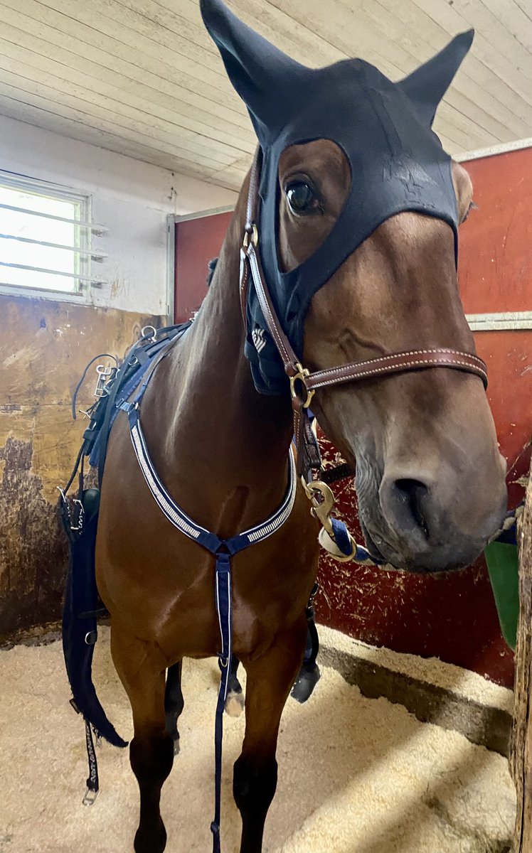 Mustanaamiolle tänään Kriteriumin finaalista kotiinviemisinä uusi ennätys, porkkanoita ja 750 e💪 Örjan❤️ #ravit #hevoset