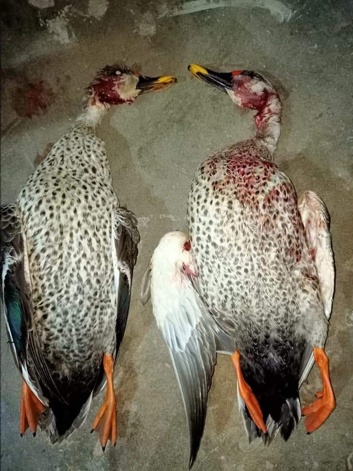 patriotic1920's tweet photo. The day of hunting and waiting for the hunt has its own fun and when the hunt is in hand all the stress is over.
Indian Spotbill 🦆
#Huntgame 
#Kabulriver https://t.co/BlKwSpFydr