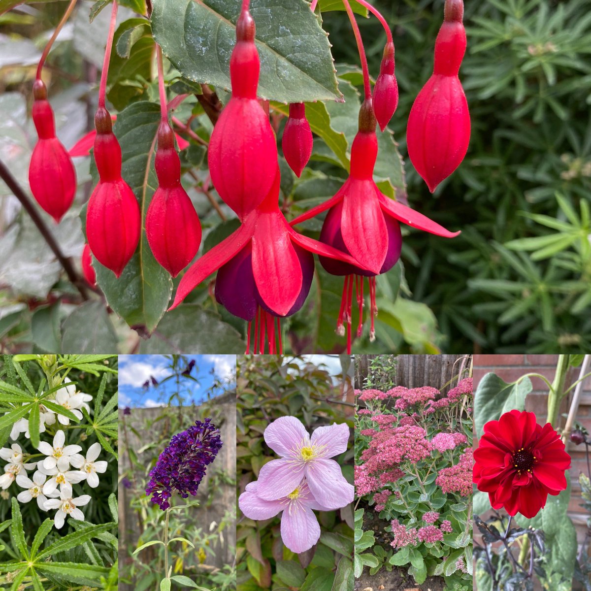 Fuchsia’mrs popple’ choisya, buddleia, sedum ‘autumn joy’, clematis ‘Montana’ and dahlia ‘bishop of llandaff’ for this weeks #sixonsaturday