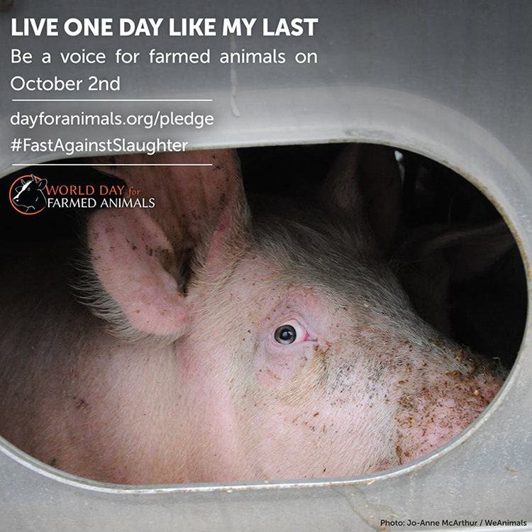 WomenWhoServe's tweet photo. Sunday, October 2 is World Day for Farmed Animals, featuring #FastAgainstSlaughter. 70 billion non-human animals are confined, cruelly treated, and slaughtered every year--this is institutionalized torture. You can visit https://t.co/EeyJrC4plr for information. https://t.co/DkRiPMRo82