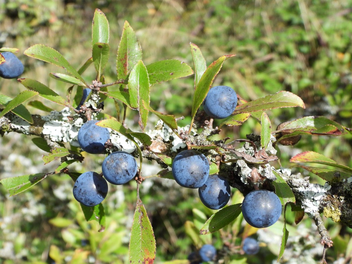 Neville Davies - (Nature With Nev) (@ecology_cymru) on Twitter photo Always take things Sloe, and enjoy the colours of nature <a href="/noveliciouss/">Novelicious</a> <a href="/GwentWildlife/">Gwent Wildlife Trust</a> <a href="/SloemotionUK/">Sloemotion Distillery</a> Always take things Sloe, and enjoy the colours of nature <a href="/noveliciouss/">Novelicious</a> <a href="/GwentWildlife/">Gwent Wildlife Trust</a> <a href="/SloemotionUK/">Sloemotion Distillery</a>