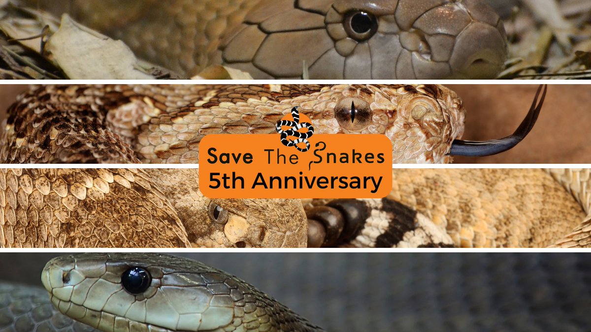 savethesnakes's tweet photo. Five years ago, Save The Snakes was founded with a snake conservation vision. https://t.co/Sv2rwghmWE