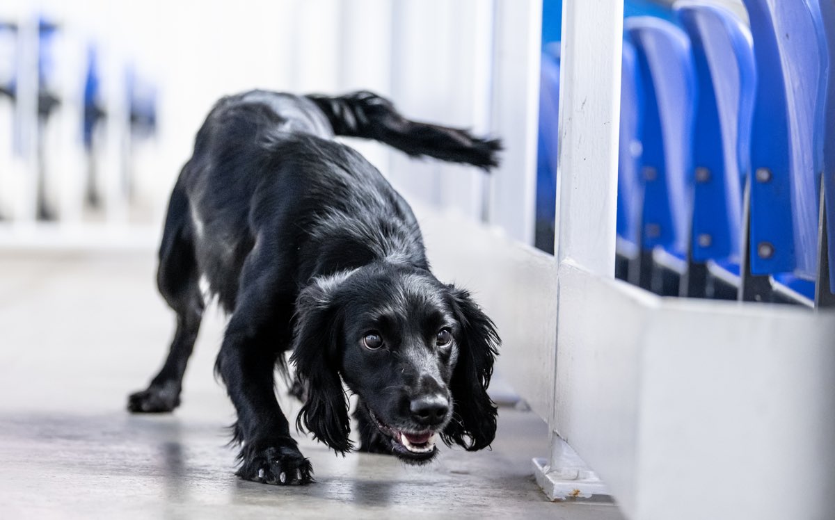 Canine Detection Solutions tweet media