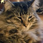 Photo by Puds The Cat OTR🌈 (@CatPuds)