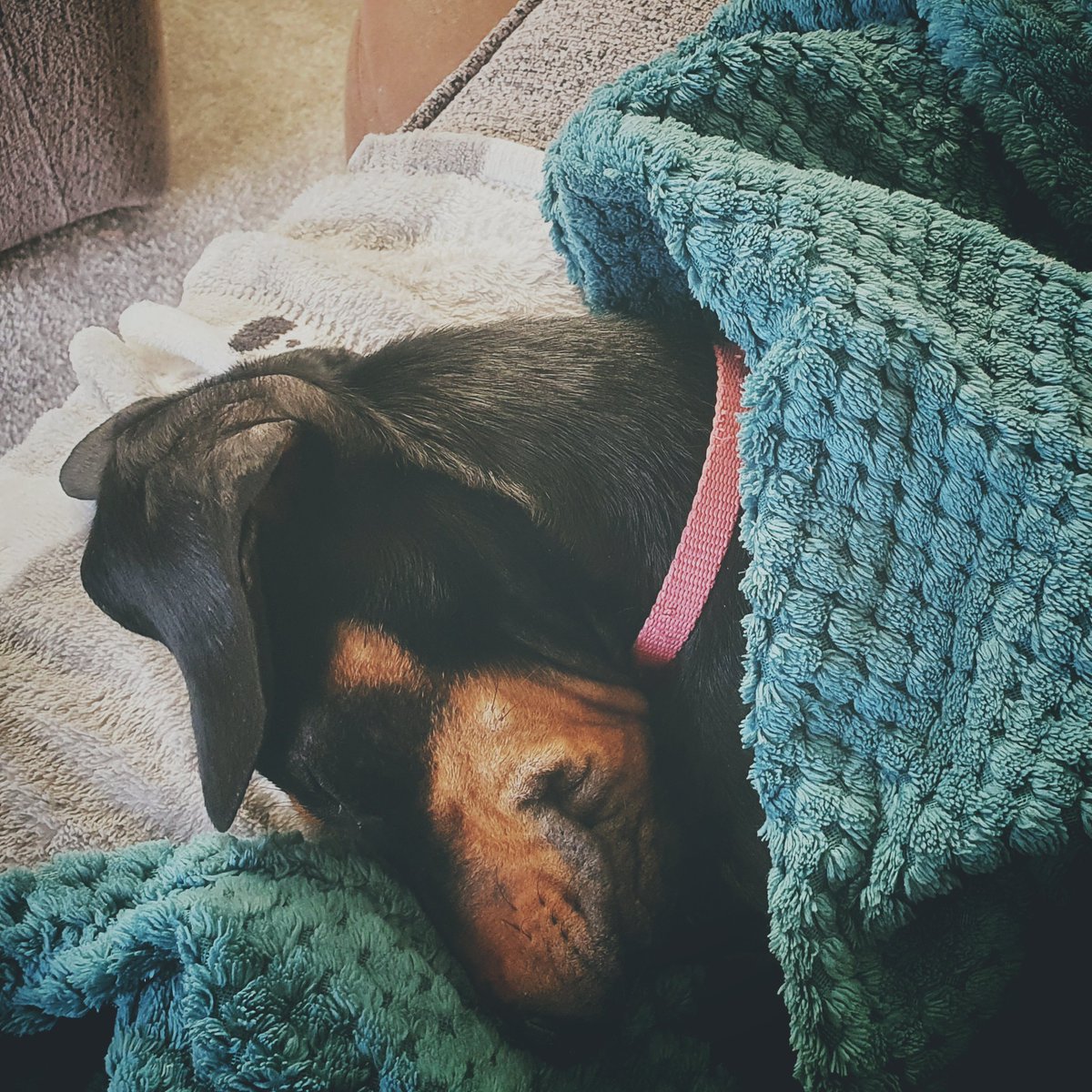 ithlinnemagi's tweet photo. Baby Dawg is nowhere near as excited as Shinmiri about Deathwish being at #GwentOpen3 🤣 https://t.co/cMOIWCtZKn