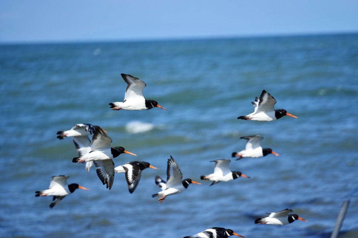 cirzh's tweet photo. #Oystercatcher #RedConservationStatus #waders #birds #nature #TwitterNatureCommunity #BirdsSeenIn2022 #BirdTwitter @BWIFingal #Skerries #Fingal #birdwatching https://t.co/n2iF6srxzJ