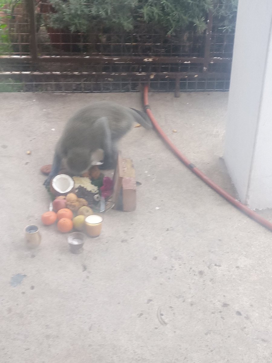 cindynaidoo3's tweet photo. @ONeilNair1 Look who came to visit us today O'Neil, we just finished our #Govinda prayer and went to complete the prayer inside, #Monkeys love and enjoying coconut and sweet rice and all the fruits #Purtassi 🙏 https://t.co/McPwI125Fc