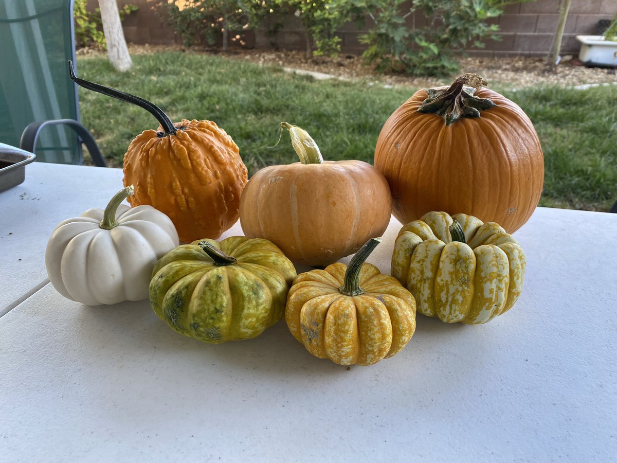 leight123's tweet photo. My daughter and I visited the beautiful Gilcrease Orchard this morning to pick pumpkins for our #prek discovery center. Happy October! https://t.co/FXPoZ9eY7g