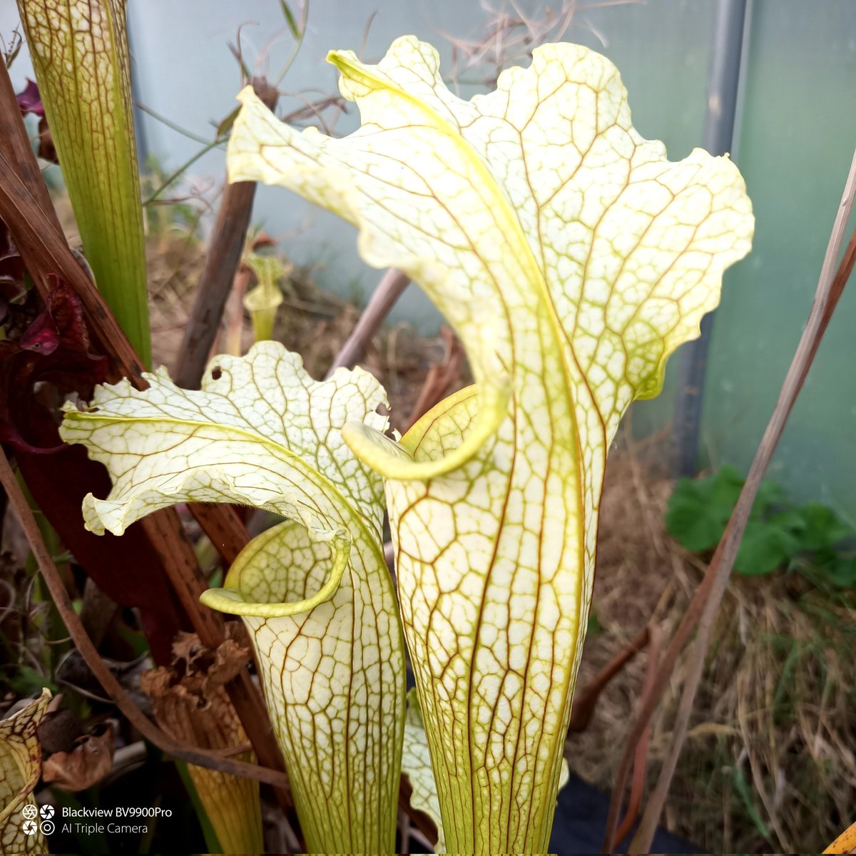 wiveycarn's tweet photo. The whites are starting to get autumn pitchers. https://t.co/dwDg6aLPKy