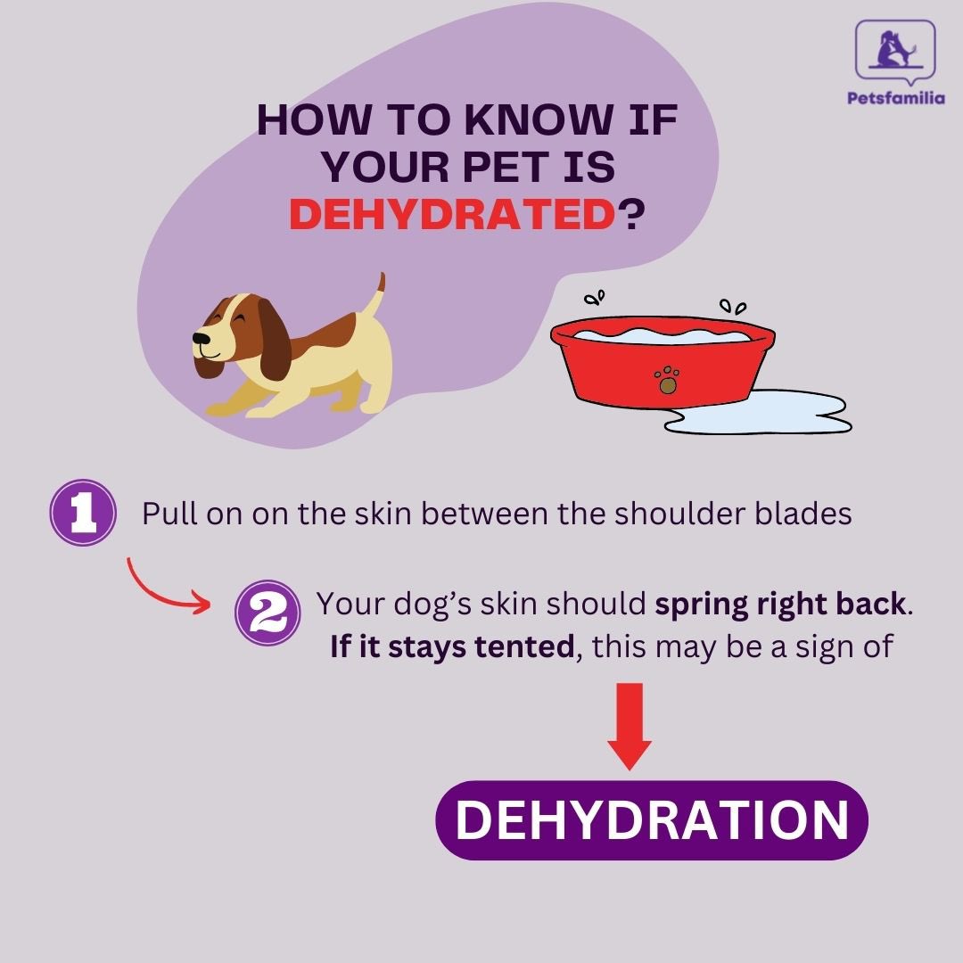 petsfamilia's tweet photo. Let’s take some time this Animal safety and protection month to recognise safety measures to protect your dog
#Viral #doggy #Trending #DogsOnTwitter #DogsAreFamily #Trends https://t.co/4uInsZAMFs