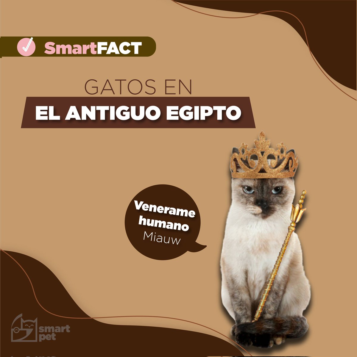 smartpetsv's tweet photo. ¿Ya conocías la historia de los gatos en el antiguo Egipto? ¡Un #SmartFact histórico! 👀🐱🐈
#SmartPet #TheLifeOfASmartPet #DeliveryForYourBestFriend https://t.co/R6Y9KNiZOx