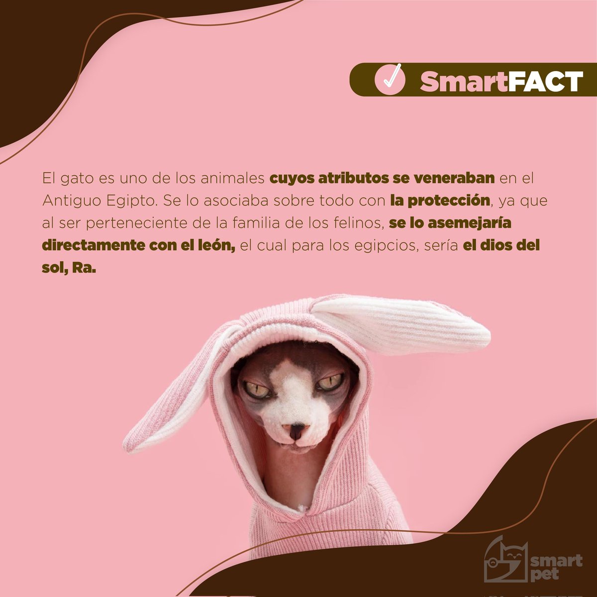 smartpetsv's tweet photo. ¿Ya conocías la historia de los gatos en el antiguo Egipto? ¡Un #SmartFact histórico! 👀🐱🐈
#SmartPet #TheLifeOfASmartPet #DeliveryForYourBestFriend https://t.co/R6Y9KNiZOx