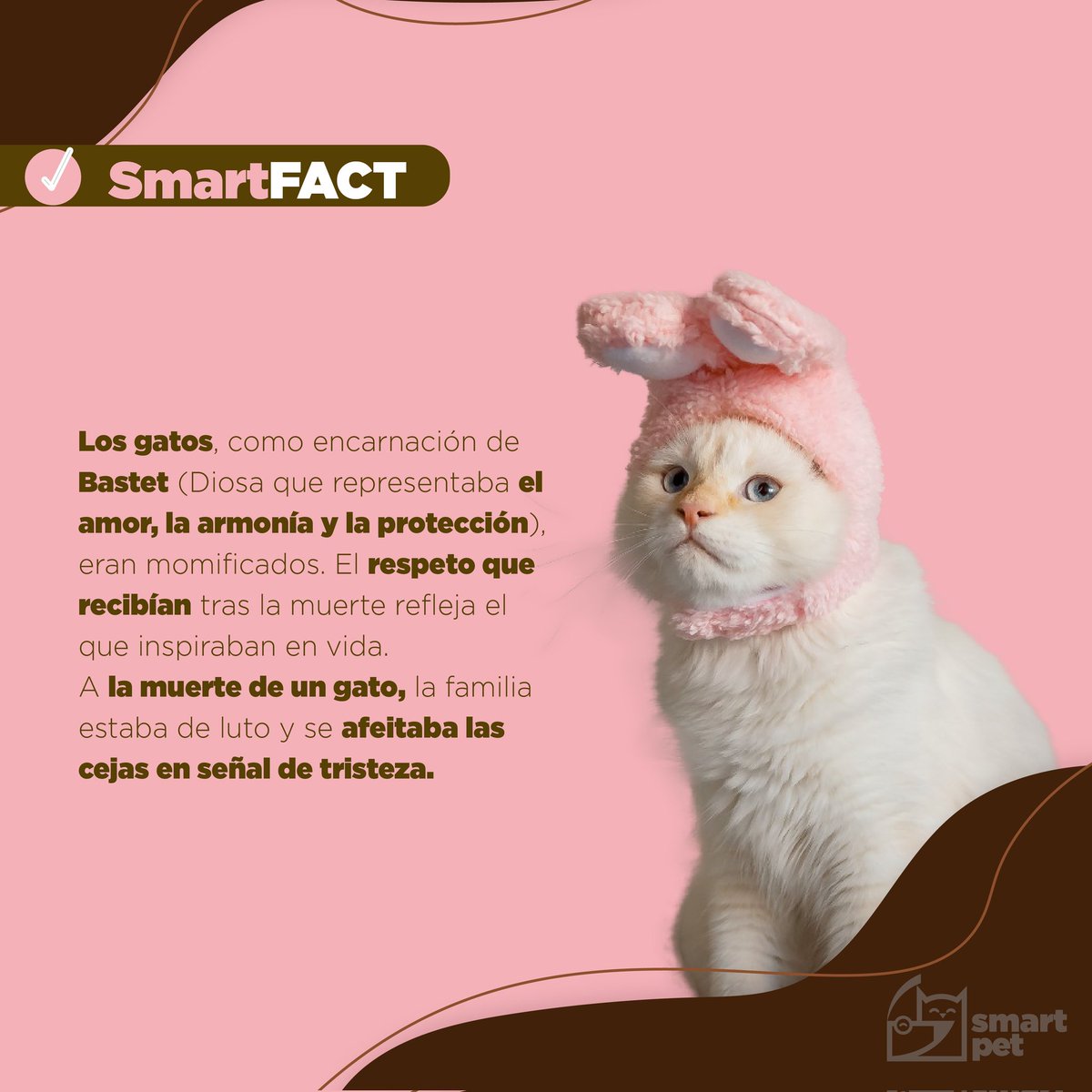 smartpetsv's tweet photo. ¿Ya conocías la historia de los gatos en el antiguo Egipto? ¡Un #SmartFact histórico! 👀🐱🐈
#SmartPet #TheLifeOfASmartPet #DeliveryForYourBestFriend https://t.co/R6Y9KNiZOx