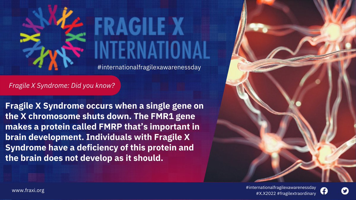 10 days to go until #internationalfragilexawarenessday on 10 October #XX2022 when we will celebrate all things #fragilextraordinary. @FraXI_FragileX will share a #fragilex fact each day between now and 10 Oct- Did you know?