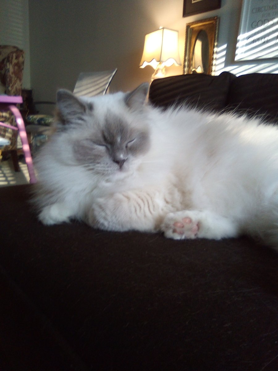 Jingley5's tweet photo. It's Caturday! Sending love and hugs friends! #fuzzykitty #cozyfall https://t.co/SFN8TRNdkj