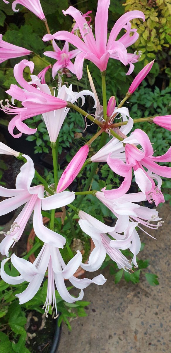 dustymears's tweet photo. Beautiful bright @GreatAgapanthus #nerines on a very wet &amp; windy autumn day. https://t.co/TIIsxsAjUX