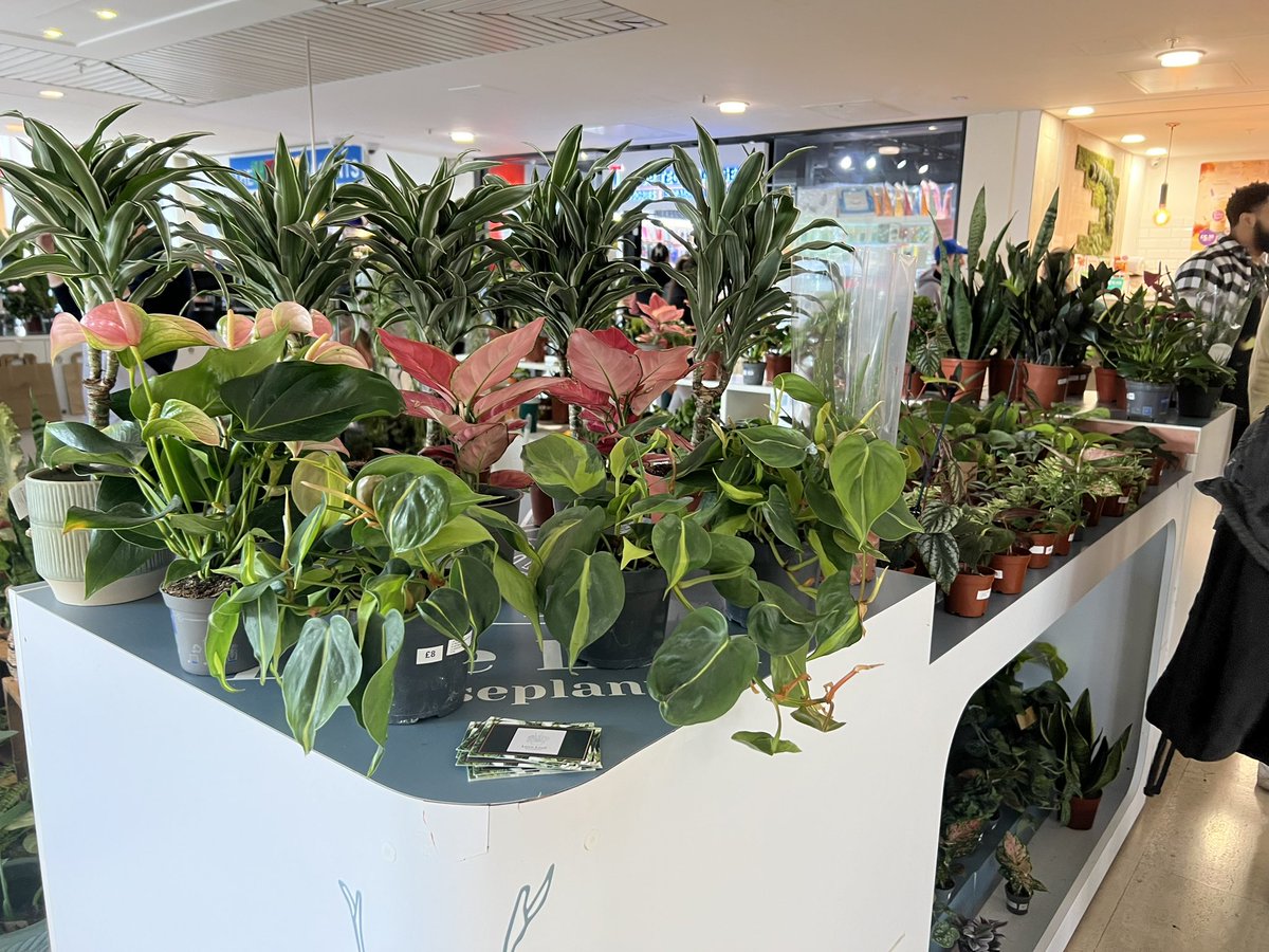MissBG_'s tweet photo. COMMs day trip to support Miss Miara in the next step of her business venture! Love Leaf Houseplants now open Mon-Sun in the MK city centre ❤️ @MissGooderson @MissPCassidy https://t.co/QW8RJl9Ndw