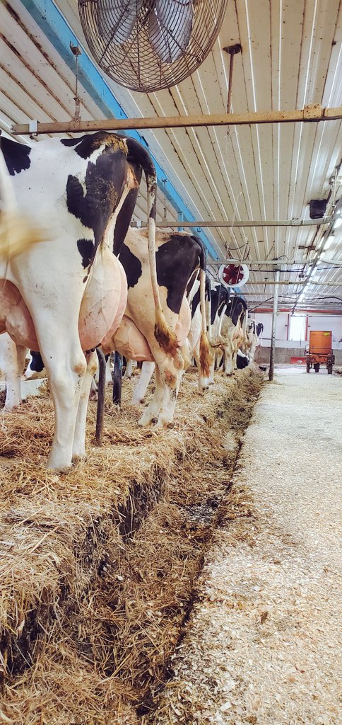Vaches+Mari+Enfants+Santé: c'est ça qui est important !
Pour le reste, on se fera un plus grand jardin !🥰