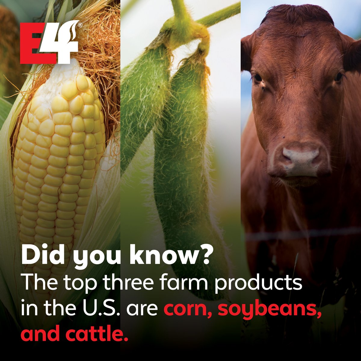 E4CropIntel's tweet photo. Corn, soybeans, and cattle. The backbone of US agriculture!
#DidYouKnow
#Agriculture
#FunFact
#E4CropIntelligence
#CropIntel https://t.co/r5Cepi1rMY