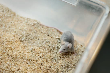 CureDisease's tweet photo. Molecule being studied in animals could be behind liver fibrosis: The finding opens the door for a possible treatment for many liver diseasesDiseases.
https://t.co/3dEYVIFZsj #animalresearch https://t.co/vOWsTe0VdT