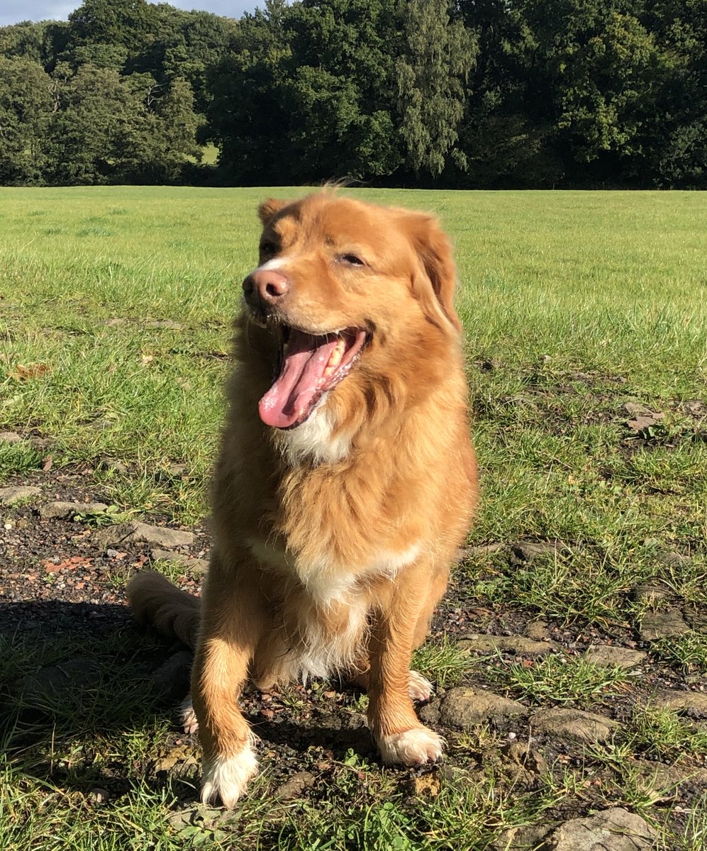 squirrel_patrol's tweet photo. Pippin’s 11th birthday 🥂🎉🥳🎂 Crisps and beer at th pub soon https://t.co/dMeBb6dLf4