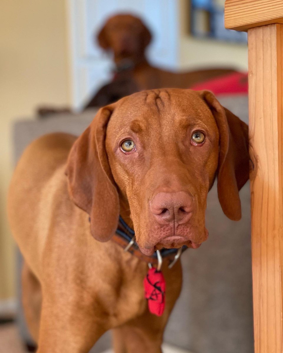 goremygo's tweet photo. Dramatic Dutch baby. Dramatic Hungarian baby. #dutchbaby #hungarianpointer #vizsla https://t.co/v06JDkUFIX