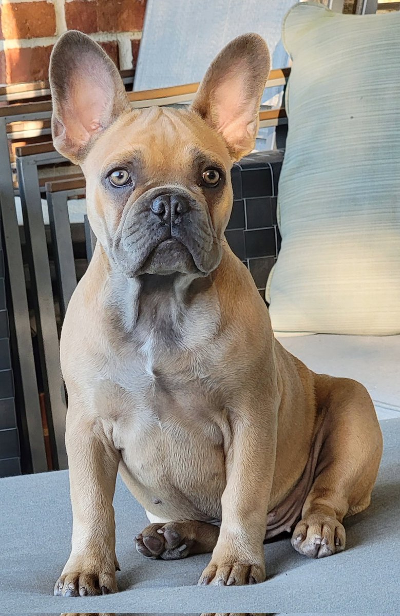 ChefGober's tweet photo. Growing up. #Frenchie #getsome #prettybug https://t.co/l10tIAx8it