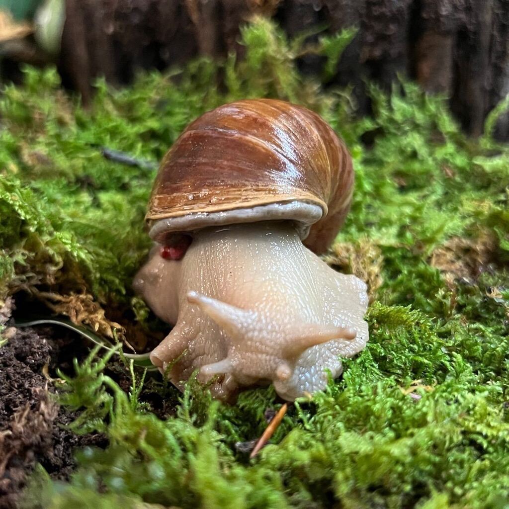 SweetGiantSnails tweet media