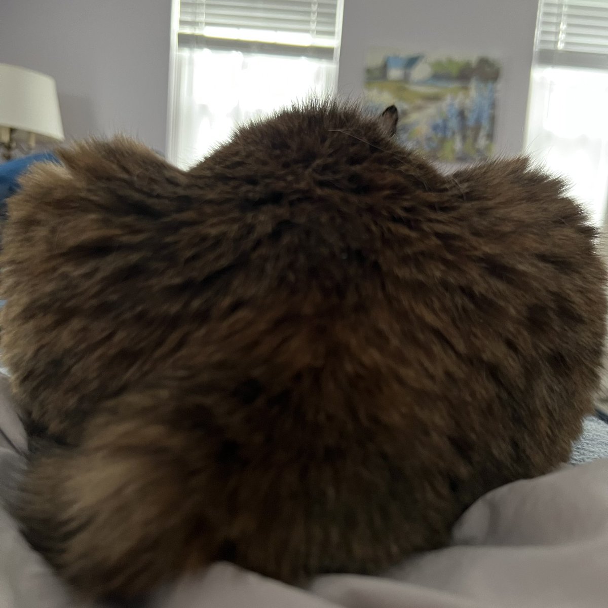 My cats really like it when I go back to bed on dreary Saturday mornings. This is my current view. Thankfully it’s the smaller of my two cats.