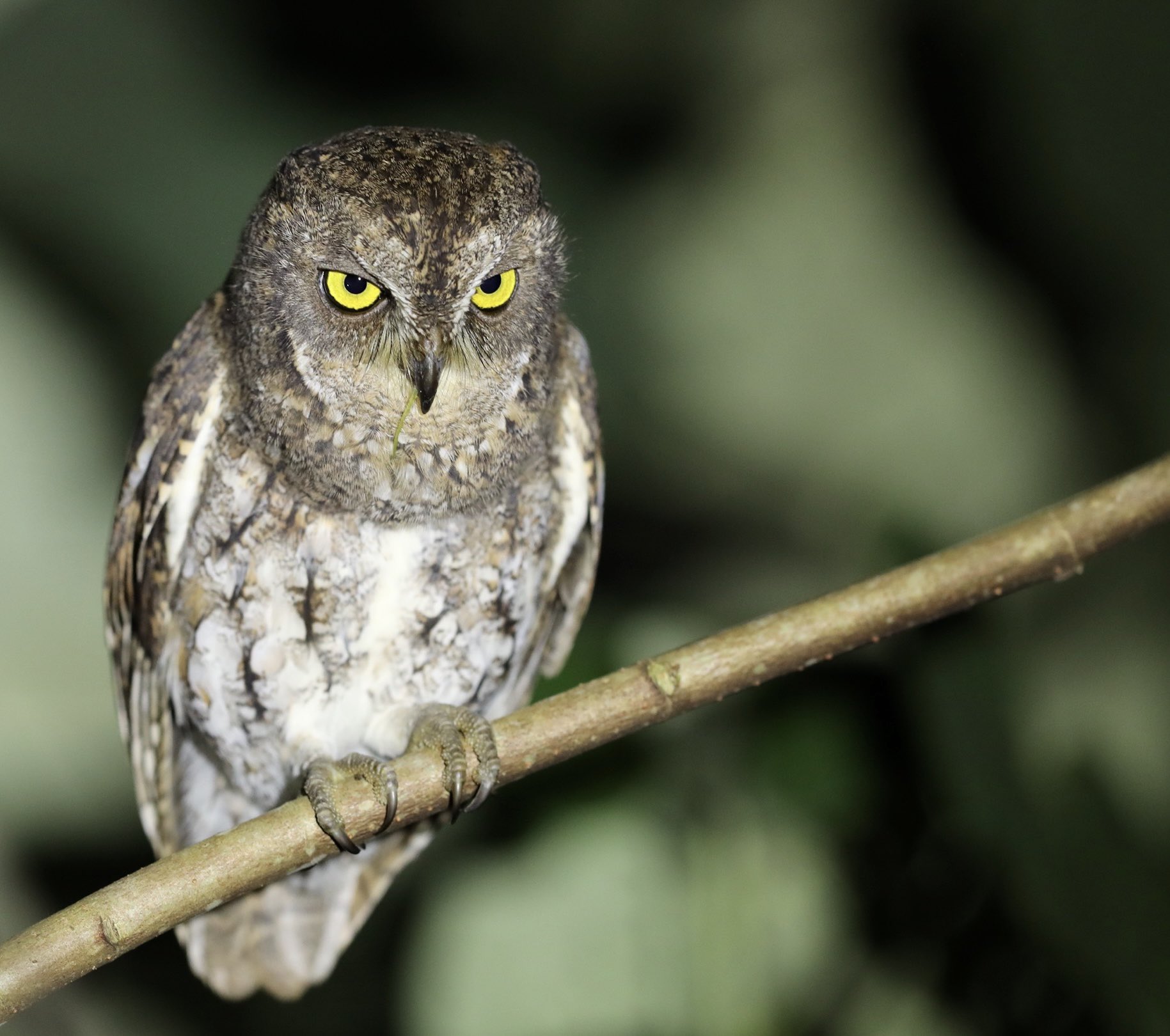 SWAROVSKI OPTIK (SwarovskiOptik) / Twitter