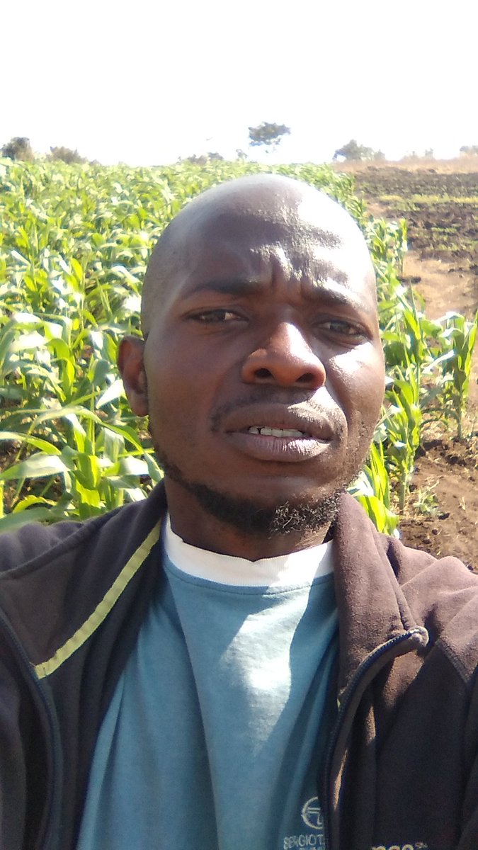 Inkosi Emmanuel Gift Mlauzi Mulangeni Xholanqa tweet media