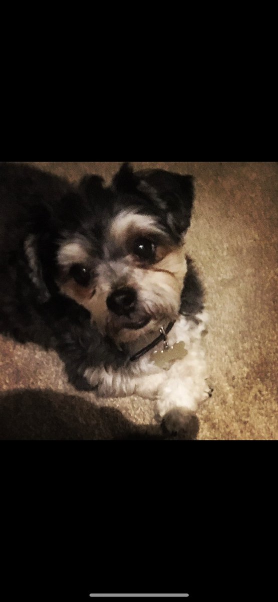 Goodnight my sweet boy 💔
You were so loved 🤍🤍🤍🤍

#pickle #bestboy