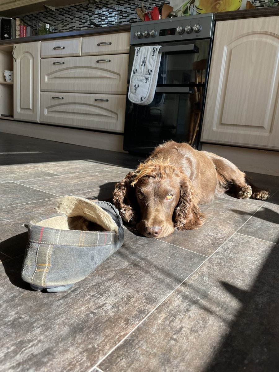 BenShoreman's tweet photo. Too much excitement keeping everyone right for one apprentice. 😴 https://t.co/2w6NQ4UBKN