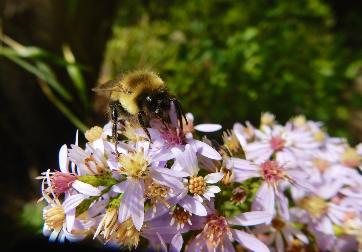 Time to get busy! Have a great day! 🐝🐝#gardening #nature #Flowers #bees #pollinators #FlowerPhotography #GardeningTwitter