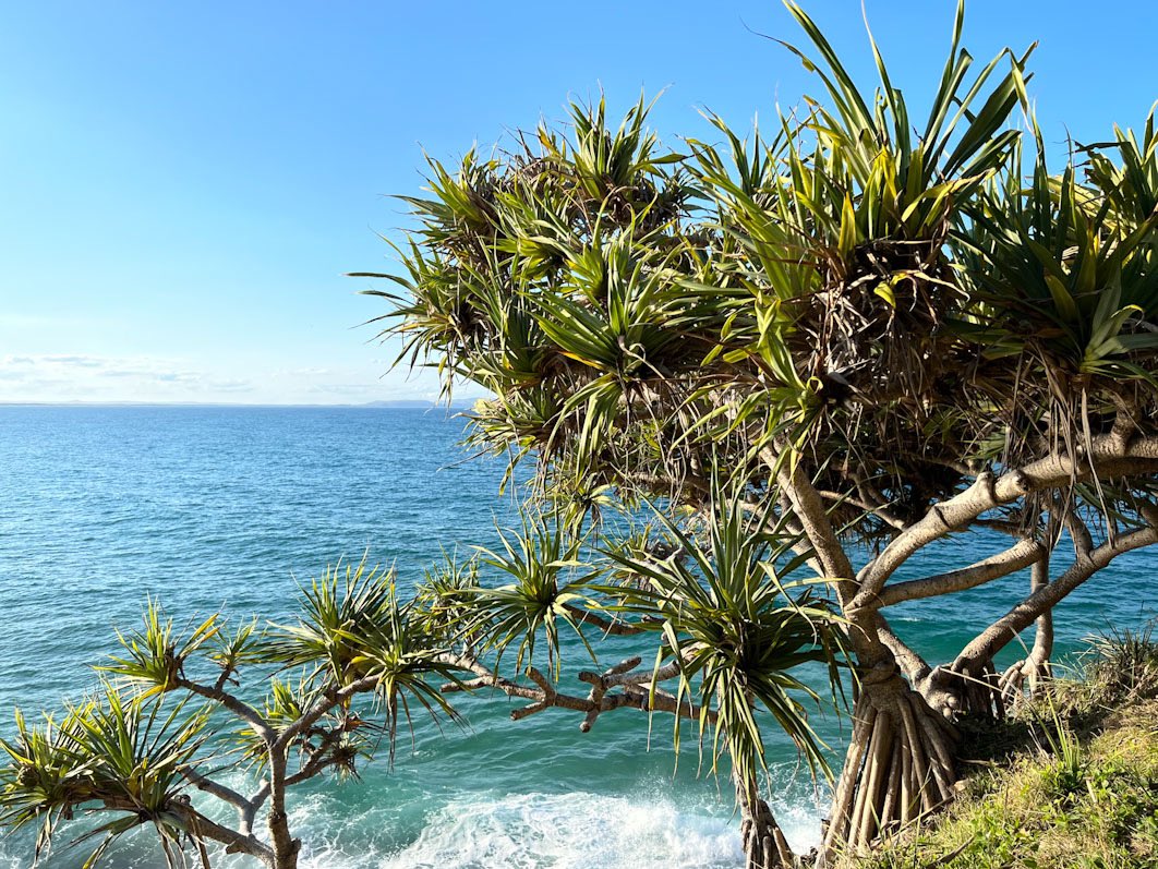 Eastern Australia and a Koala. Read the Buzz Bus blogpost here: thebuzzbus.plant-evolution.org/?p=308