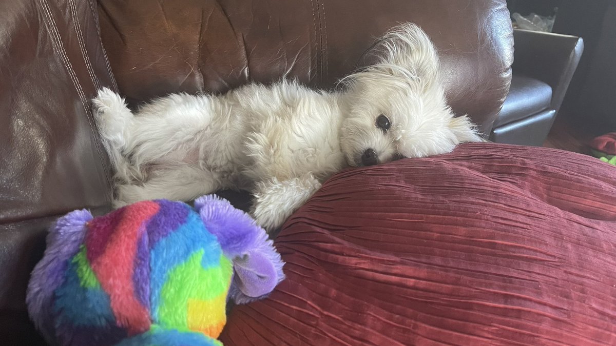 JustMeAmanda13's tweet photo. @JeremyCom Chloe has it rough! https://t.co/8A3cqGcYy7